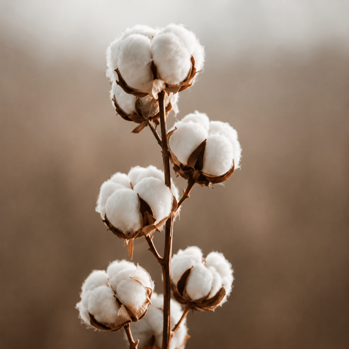 Detalhe Cotton Pmax